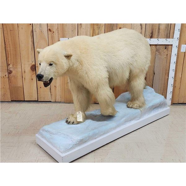 Polar Bear Full Body Taxidermy Mount