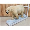 Image 1 : Polar Bear Full Body Taxidermy Mount
