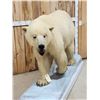 Image 2 : Polar Bear Full Body Taxidermy Mount