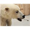 Image 4 : Polar Bear Full Body Taxidermy Mount