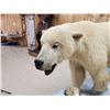 Image 5 : Polar Bear Full Body Taxidermy Mount