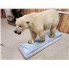 Image 6 : Polar Bear Full Body Taxidermy Mount