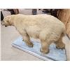 Image 7 : Polar Bear Full Body Taxidermy Mount