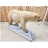 Image 8 : Polar Bear Full Body Taxidermy Mount