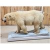 Image 9 : Polar Bear Full Body Taxidermy Mount