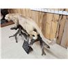 Image 10 : MEGA GIANT Record Book Mountain Lion Cougar Full Body Taxidermy Mount