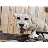 Image 11 : MEGA GIANT Record Book Mountain Lion Cougar Full Body Taxidermy Mount