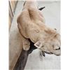 Image 12 : MEGA GIANT Record Book Mountain Lion Cougar Full Body Taxidermy Mount