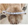 Image 13 : MEGA GIANT Record Book Mountain Lion Cougar Full Body Taxidermy Mount