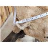 Image 14 : MEGA GIANT Record Book Mountain Lion Cougar Full Body Taxidermy Mount