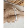 Image 15 : MEGA GIANT Record Book Mountain Lion Cougar Full Body Taxidermy Mount