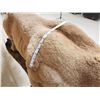 Image 16 : MEGA GIANT Record Book Mountain Lion Cougar Full Body Taxidermy Mount