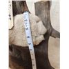 Image 18 : MEGA GIANT Record Book Mountain Lion Cougar Full Body Taxidermy Mount