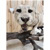 Image 19 : MEGA GIANT Record Book Mountain Lion Cougar Full Body Taxidermy Mount