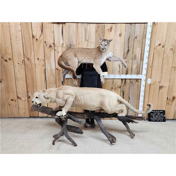 MEGA GIANT Record Book Mountain Lion Cougar Full Body Taxidermy Mount