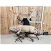 Image 1 : MEGA GIANT Record Book Mountain Lion Cougar Full Body Taxidermy Mount