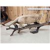 Image 20 : MEGA GIANT Record Book Mountain Lion Cougar Full Body Taxidermy Mount