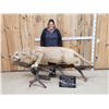 Image 2 : MEGA GIANT Record Book Mountain Lion Cougar Full Body Taxidermy Mount