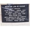 Image 3 : MEGA GIANT Record Book Mountain Lion Cougar Full Body Taxidermy Mount
