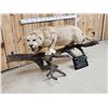 Image 4 : MEGA GIANT Record Book Mountain Lion Cougar Full Body Taxidermy Mount