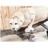 Image 5 : MEGA GIANT Record Book Mountain Lion Cougar Full Body Taxidermy Mount