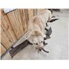 Image 6 : MEGA GIANT Record Book Mountain Lion Cougar Full Body Taxidermy Mount