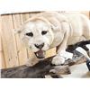 Image 7 : MEGA GIANT Record Book Mountain Lion Cougar Full Body Taxidermy Mount