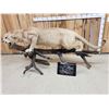 Image 8 : MEGA GIANT Record Book Mountain Lion Cougar Full Body Taxidermy Mount