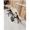 Image 9 : MEGA GIANT Record Book Mountain Lion Cougar Full Body Taxidermy Mount