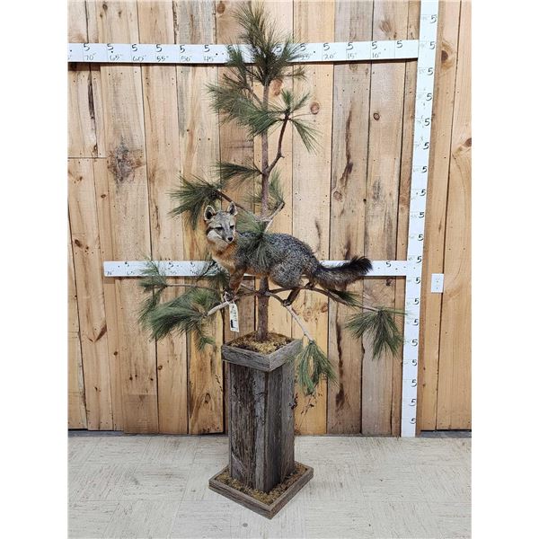 Grey Fox Full Body Pedestal Taxidermy Mount
