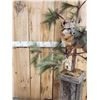 Image 2 : Grey Fox Full Body Pedestal Taxidermy Mount