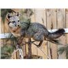 Image 4 : Grey Fox Full Body Pedestal Taxidermy Mount
