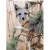 Image 5 : Grey Fox Full Body Pedestal Taxidermy Mount