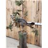 Image 6 : Grey Fox Full Body Pedestal Taxidermy Mount