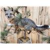 Image 7 : Grey Fox Full Body Pedestal Taxidermy Mount