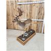Image 11 : Extra Nice Fallow Deer Full Body Taxidermy Mount