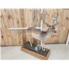 Image 12 : Extra Nice Fallow Deer Full Body Taxidermy Mount