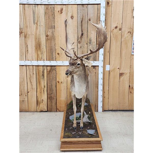 Extra Nice Fallow Deer Full Body Taxidermy Mount