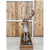 Image 1 : Extra Nice Fallow Deer Full Body Taxidermy Mount