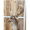 Image 2 : Extra Nice Fallow Deer Full Body Taxidermy Mount