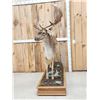 Image 3 : Extra Nice Fallow Deer Full Body Taxidermy Mount