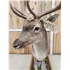 Image 4 : Extra Nice Fallow Deer Full Body Taxidermy Mount