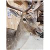 Image 5 : Extra Nice Fallow Deer Full Body Taxidermy Mount