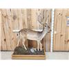 Image 6 : Extra Nice Fallow Deer Full Body Taxidermy Mount