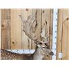 Image 7 : Extra Nice Fallow Deer Full Body Taxidermy Mount