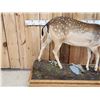 Image 8 : Extra Nice Fallow Deer Full Body Taxidermy Mount