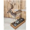 Image 9 : Extra Nice Fallow Deer Full Body Taxidermy Mount