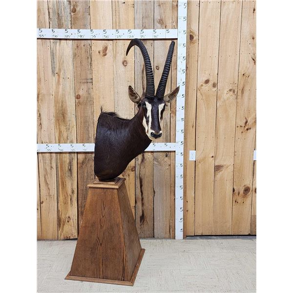 African Sable Antelope Pedestal Taxidermy Mount