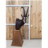 Image 1 : African Sable Antelope Pedestal Taxidermy Mount
