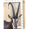 Image 2 : African Sable Antelope Pedestal Taxidermy Mount